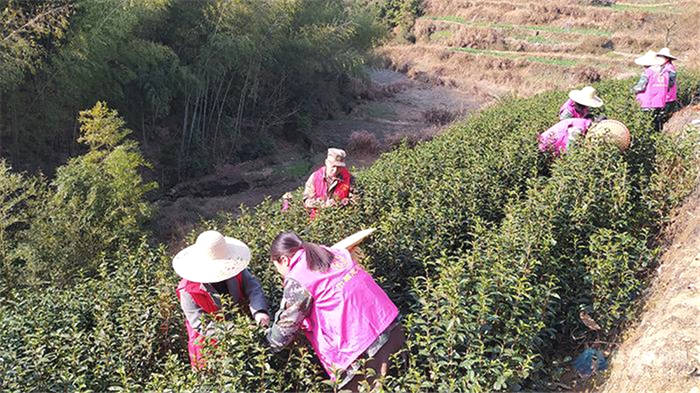 关于浙江缙云：干部变身“采茶工”掀起采摘“帮扶热”的最新信息