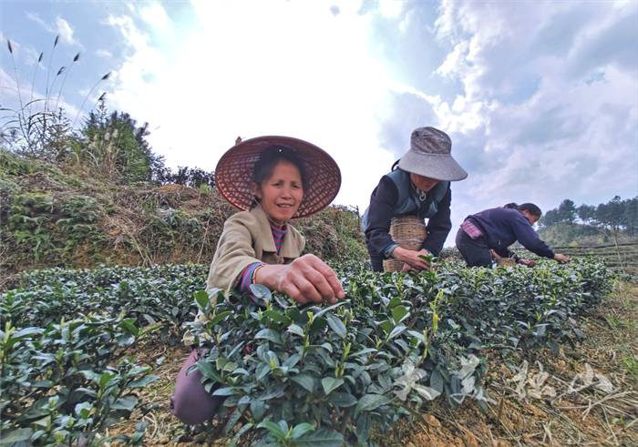 有关于贵州上司镇独山：春茶发新芽，群众采摘忙的新闻(1)