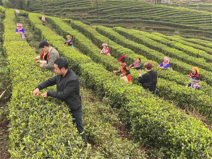 有关于四川川之南茶城正式运营 全国茶商云集筠连的资讯(13)