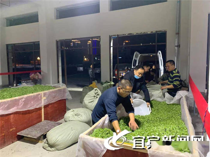 有关于宜宾高县：春茶飘香 茶山变“金山银山” 的热门信息(2)