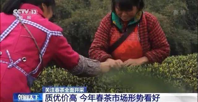 关于全国春茶全面开采:今年春茶质优价高,市场形势看好!的最新消息(1)