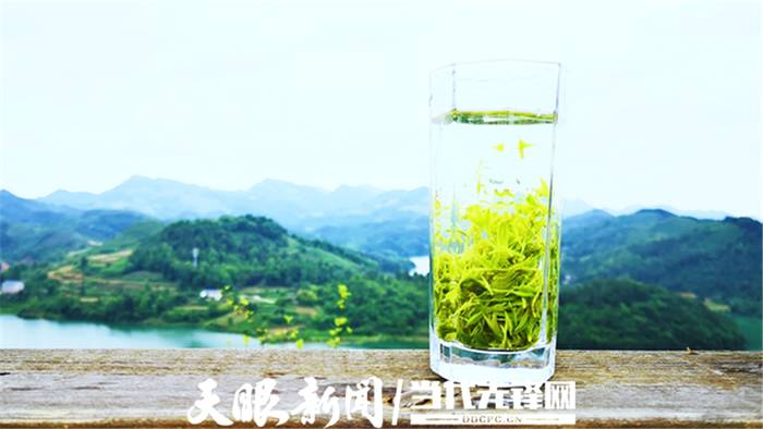有关于从源头守护贵州“干净茶”走向高质量发展的最新消息(1)