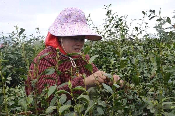 关于贵州惠水：两千亩茶园吐新绿，茶农赶摘明前茶的热门信息
