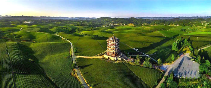 关于中国茶业百强县出炉！贵州石阡榜上有名！（附名单） 的最新资讯(1)