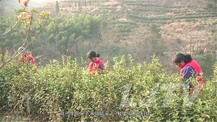 有关于茶乡美如画！安徽庐江10万亩春茶开采！的消息