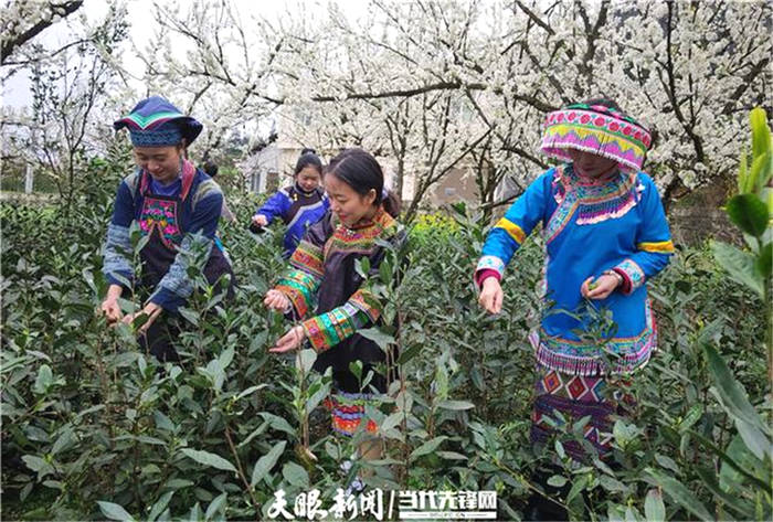 关于贵州普安高棉:万亩茶园芽争春,千里茶人来“守”茶的最新信息(1)