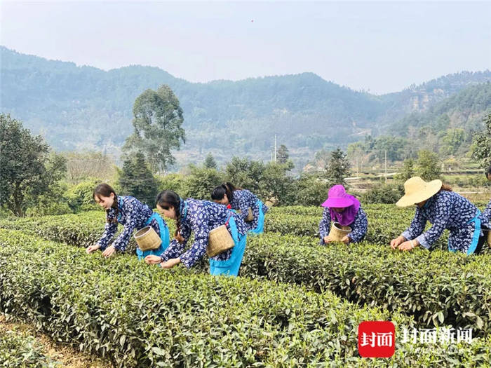 有关于从一芽春茶到20万亩茶园 四川荣县茶产业步入“黄金时代”的信息(6)