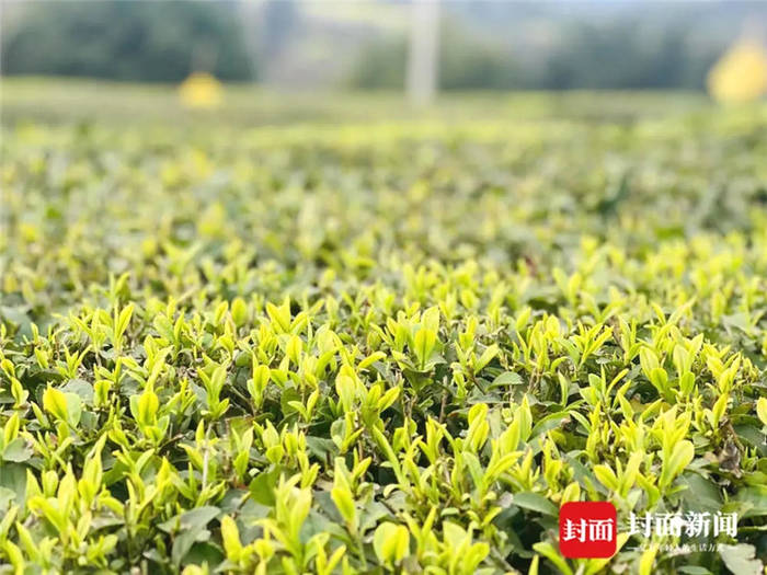 有关于从一芽春茶到20万亩茶园 四川荣县茶产业步入“黄金时代”的信息(1)