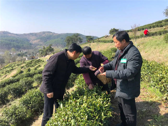 关于春茶采摘正当时,孝昌这位国家级农业专家来支招!的热门消息(12)