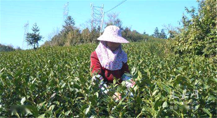 有关于永嘉行禅村：一寸光阴一寸金 春到茶香飘满山 的资讯