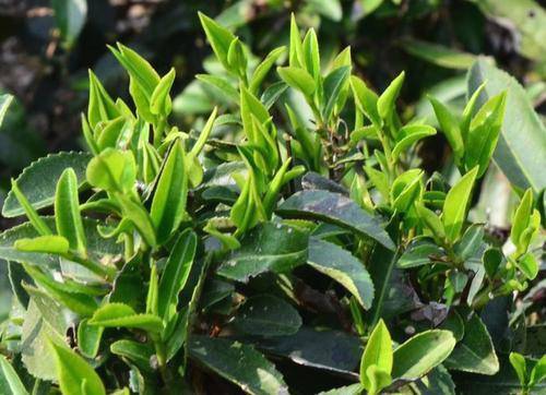 关于梧州六堡茶受干旱天气影响，今年春茶将量跌质优价涨！的热门信息(1)