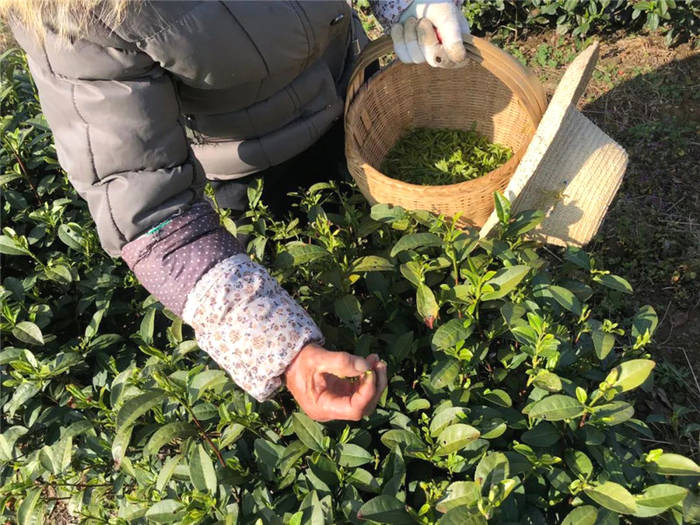 关于春茶采摘正当时,孝昌这位国家级农业专家来支招!的热门消息(11)