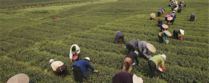 天灾与疫情双重击 全球茶叶价格飙涨