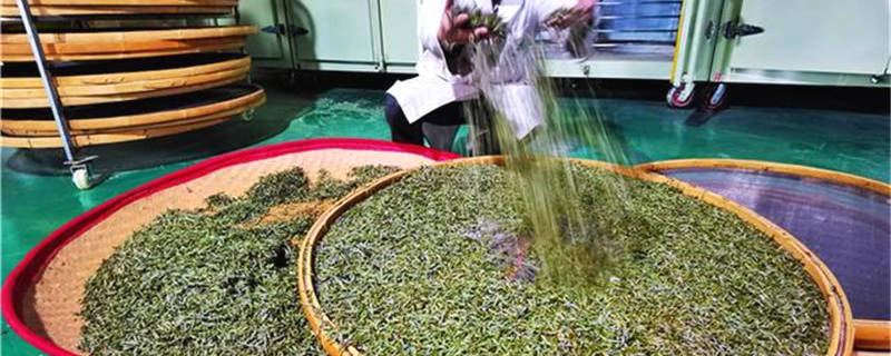 关于贵州普安高棉：万亩茶园芽争春，千里茶人来“守”茶的最新信息