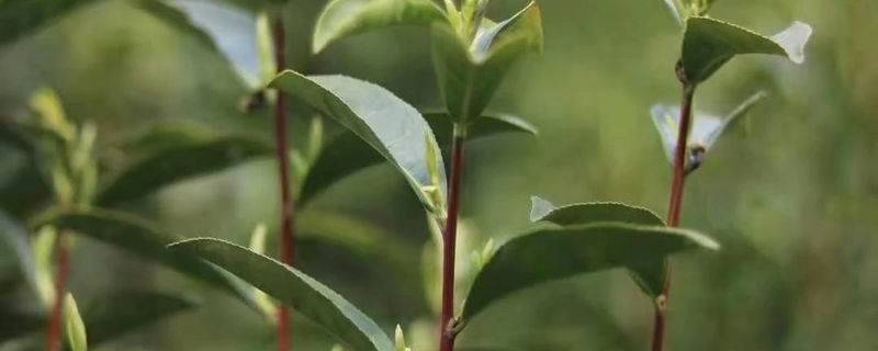 有关于抱云轩之历口茶区，2021年红旗一号毛峰已经上市的热门信息