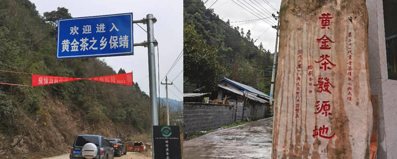 关于黄金茶开采记，二月春风似剪刀，新芽鲜爽舌尖绕的热门新闻