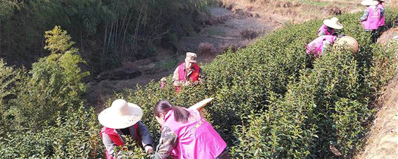 关于浙江缙云：干部变身“采茶工”掀起采摘“帮扶热”的最新信息