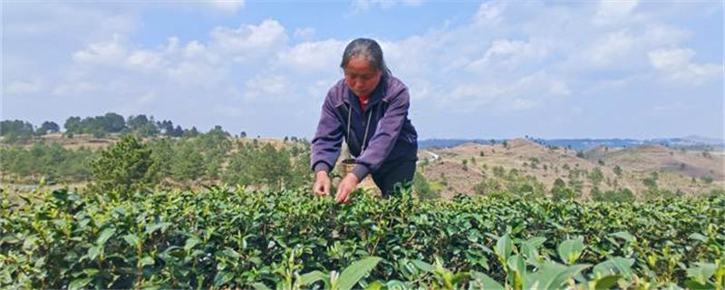 有关于贵州上司镇独山：春茶发新芽，群众采摘忙的新闻