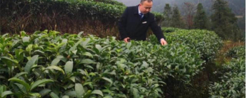 关于贵州黎平：地坪支行支持农民种植茶叶取得实效的最新消息