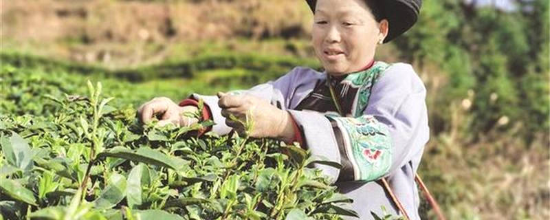 有关于湖南省茶叶专家田间地头传授春茶采摘技术的信息