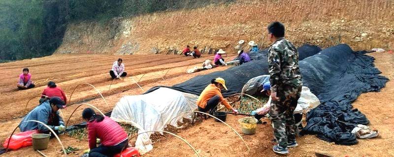 关于梧州六堡茶受干旱天气影响，今年春茶将量跌质优价涨！的热门信息