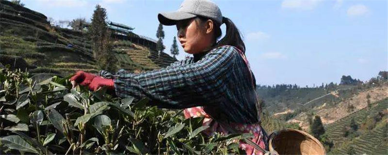 关于生态茶园人气旺 茶叶经济动力强——雅安市春茶价格较去年同期上涨约20%的最新消息