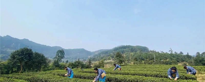 有关于从一芽春茶到20万亩茶园 四川荣县茶产业步入“黄金时代”的信息