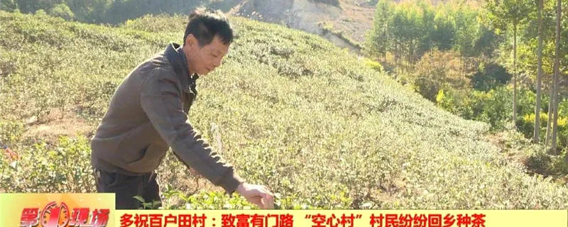 关于惠州多祝百户田村：村民纷纷返乡种茶 守好绿水青山的热门新闻
