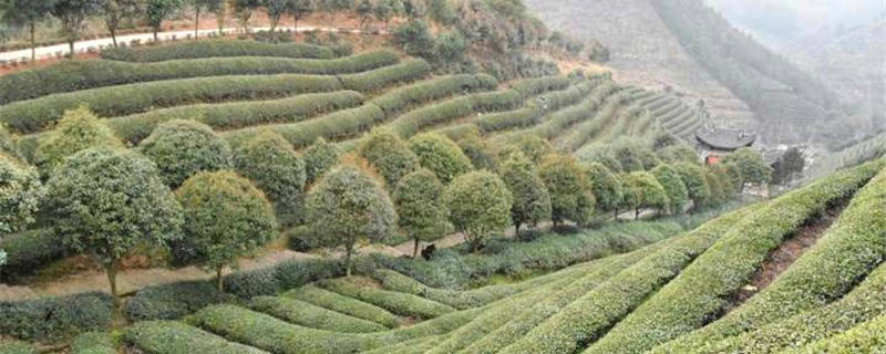 关于浙江武义：青山绿水环抱下的智能“茶叶经” 的信息