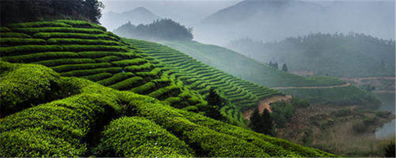 有关于安徽省2020年年茶叶出口实现“量值价”三增的热门消息