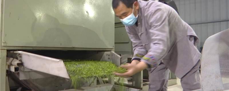 有关于第一批“ 恩施玉露”茶上市 茶企闻讯抢订的消息