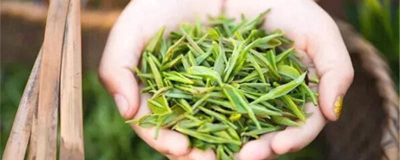 关于全国人大代表陈先志 一片金寨茶叶带富一方人的热门资讯