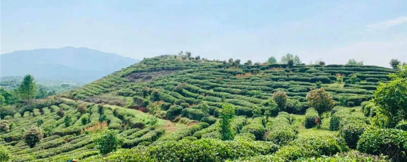 关于春茶采摘正当时，孝昌这位国家级农业专家来支招！的热门消息