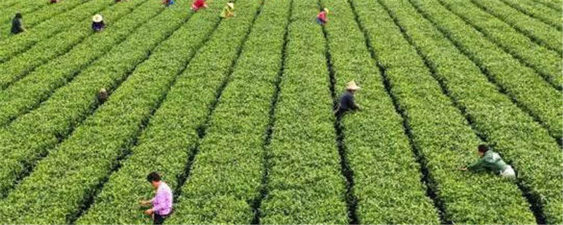 关于剑指“天价茶” 江西开展茶叶市场价格行为专项整治的最新消息