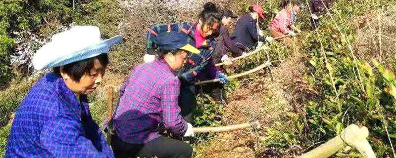 有关于安徽黟县：春茶指导正当时  农户吃上“茶叶饭”的最新消息