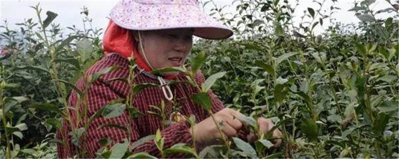 关于贵州惠水：两千亩茶园吐新绿，茶农赶摘明前茶的热门信息