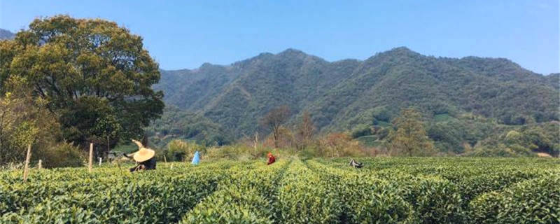 有关于杭州突然降温或影响茶叶产量 茶农需做好防范措施的最新信息