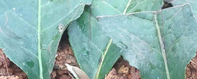 关于清远市农村农业局领导考察怡品茗清远红茶优势产业园龙华建设项目的最新消息