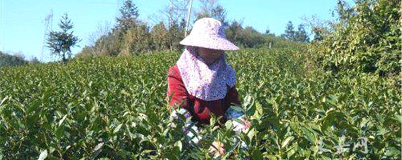 有关于永嘉行禅村：一寸光阴一寸金 春到茶香飘满山 的资讯