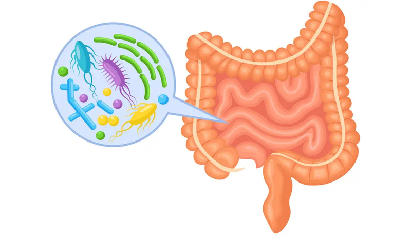 有关于刘仲华院士团队说安化黑茶调节肠道菌群功效及作用机理的相关信息