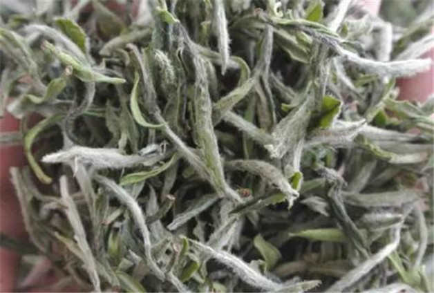 喝福鼎白茶的禁忌