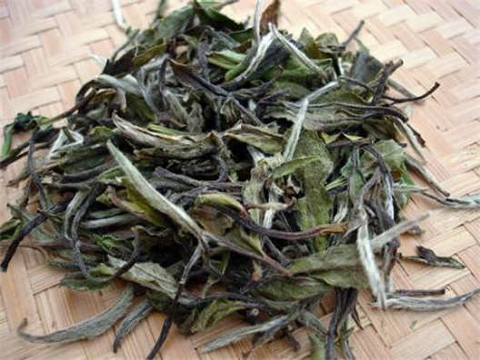 白牡丹茶的制作
