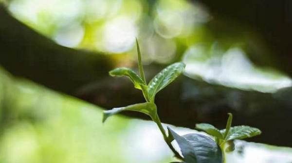 关于云南40万吨普洱茶躺在仓库！古树茶，无法面对残酷的现实的新闻(1)