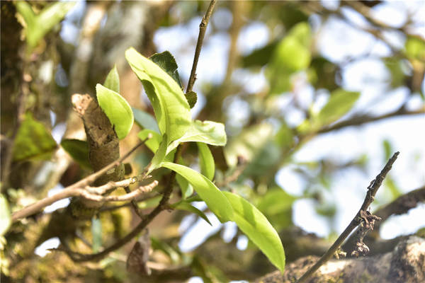 有关于天价古树茶无路可退！高产能、高库存、高泡沫的普洱茶何去何从？的资讯(7)