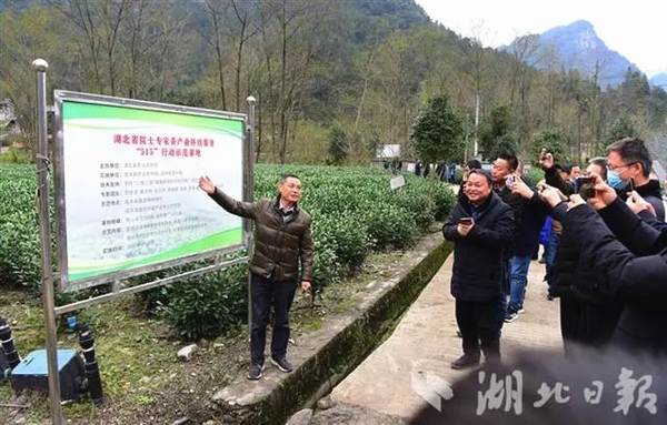 关于2020年恩施硒茶产业发展大事记(四)的热门资讯(9)