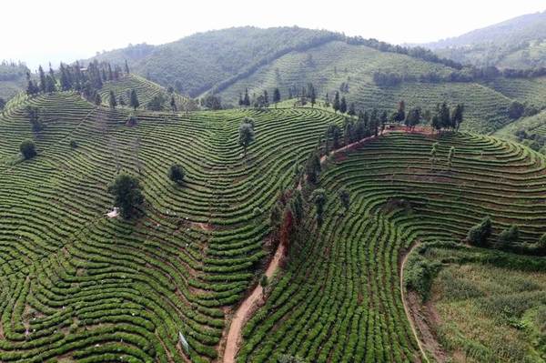 有关于产业扶贫，我国贫困地区茶产业发展面临的问题与挑战的资讯(1)