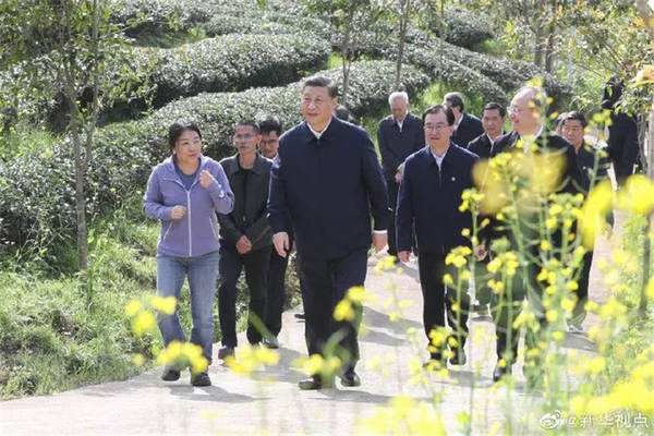关于习近平察看武夷山春茶长势:把茶文化、茶产业、茶科技这篇文章做好的消息