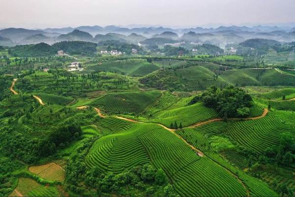 有关于产业扶贫，我国贫困地区茶产业发展面临的问题与挑战的资讯(3)