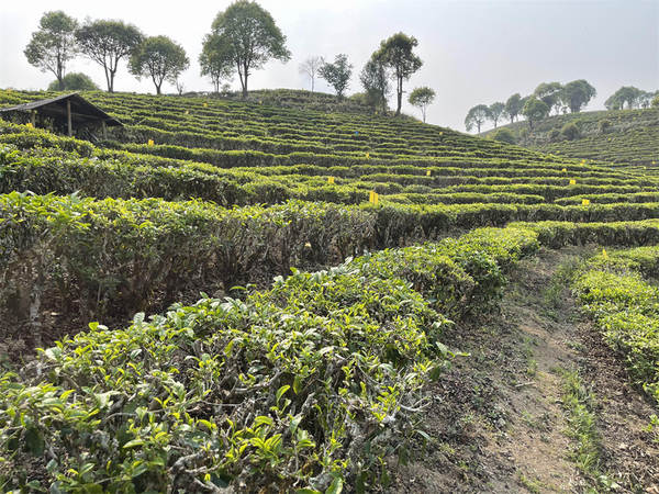 有关于2020年云茶产业实现综合产值（1001.4）千亿元目标的热门新闻(1)