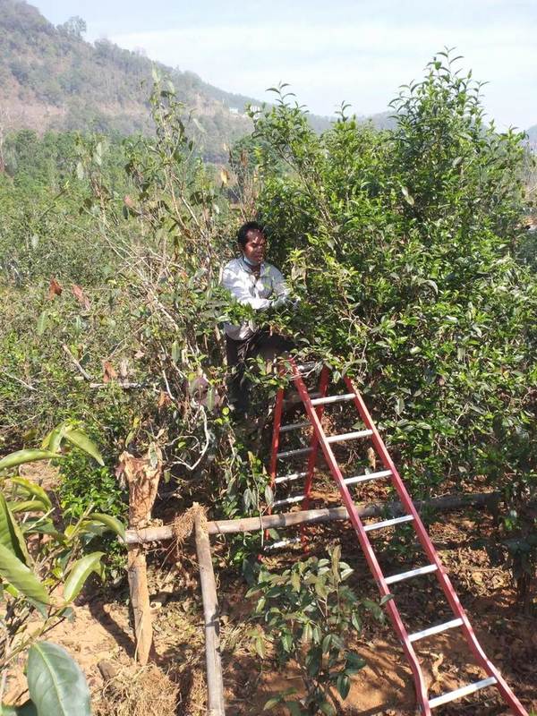 有关于【一线调查】云南临沧昔归村民为何烧茶？的最新消息(1)